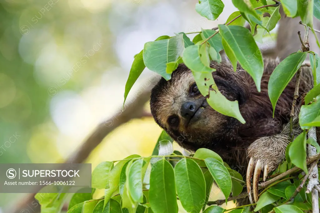 Three-toed sloth Bradypus variegatus foraging on Isla Carenero, Bocas del Toro, Panama