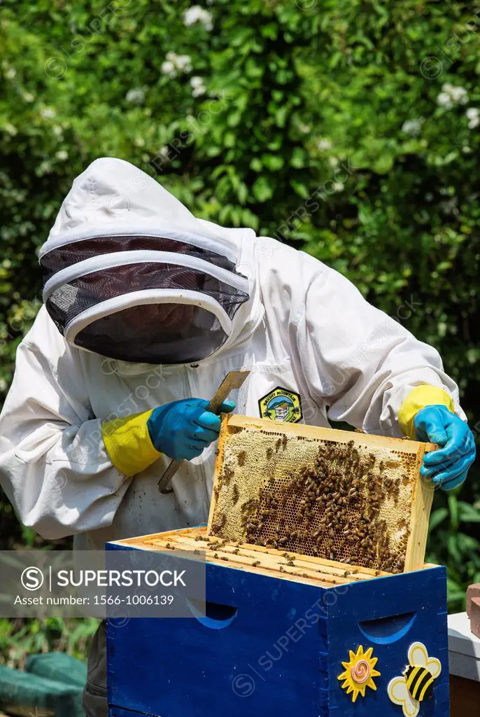 A beekeeper removing frames from the bee hive