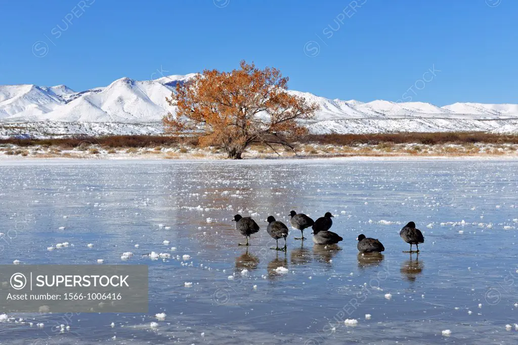 American coot Fulica Americana Resting on frozen pond Bosque del Apache NWR, New Mexico, USA