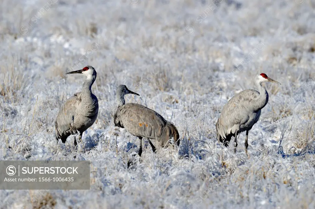 Sandhill Crane Grus canadensis in frosted field Bosque del Apache NWR, New Mexico, USA