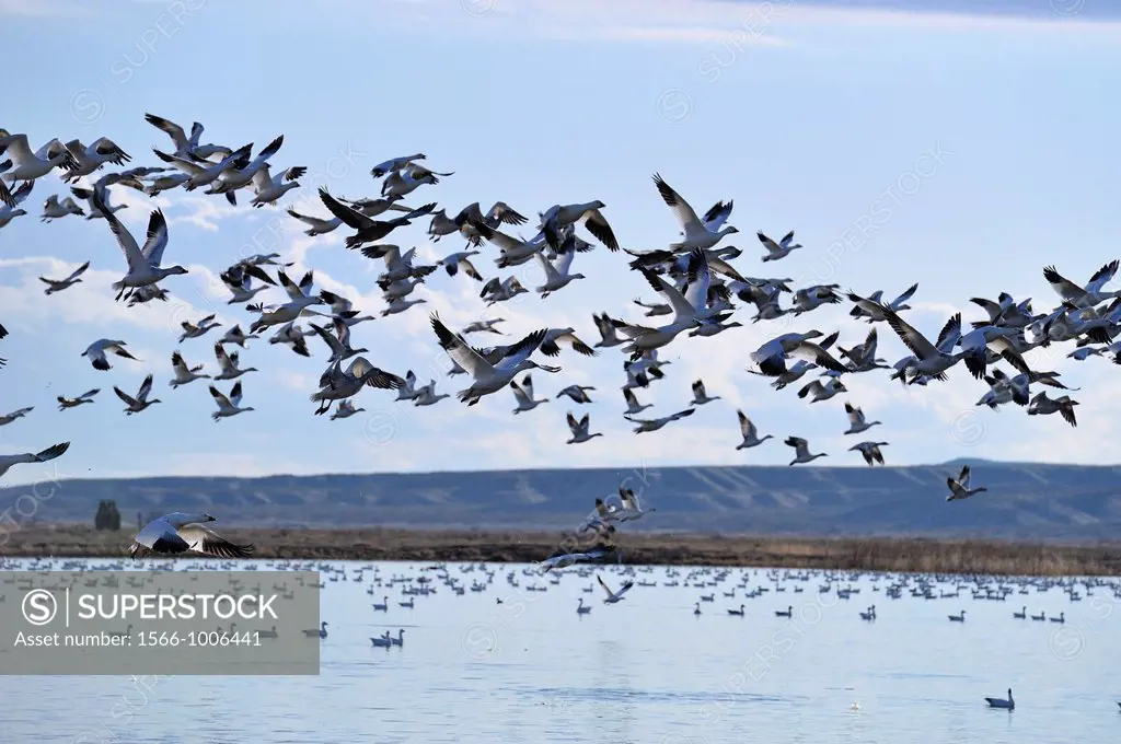 Snow Goose Chen caerulescens Flock taking flight from pond , Bosque del Apache NWR, New Mexico, USA