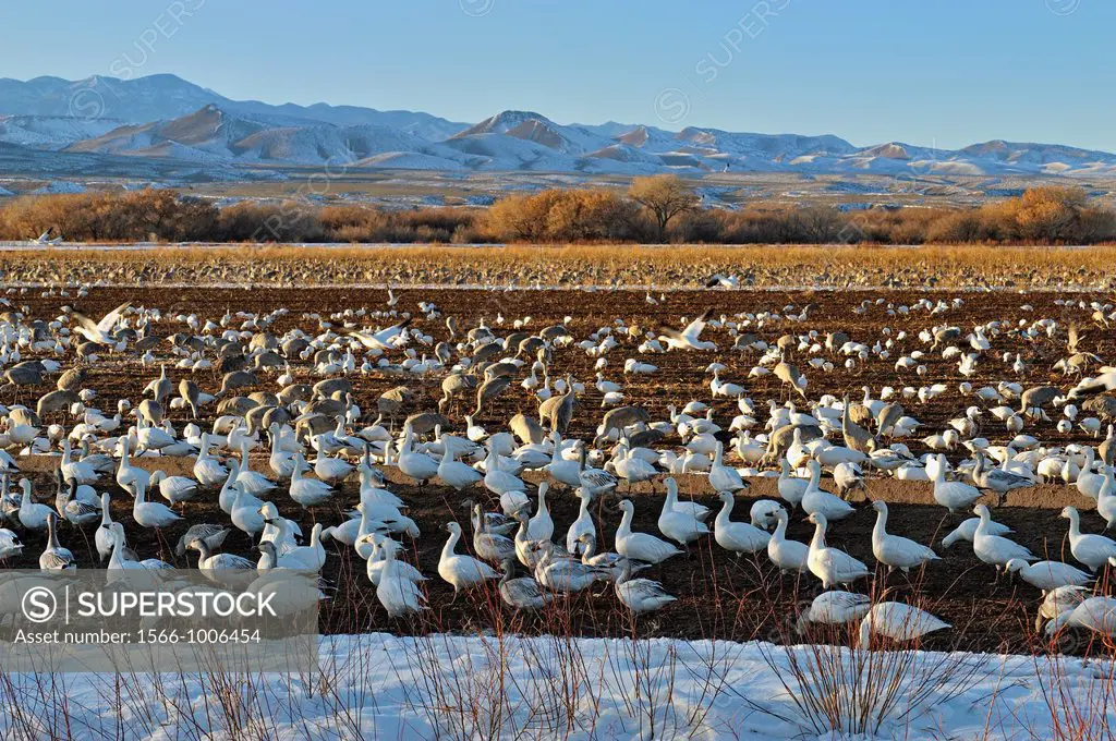 Snow Goose Chen caerulescens Flock congregating on refuge feeding grounds , Bosque del Apache NWR, New Mexico, USA