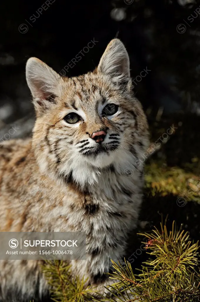 Bobcat Lynx rufus Kitten, first winter, Bozeman, Montana, USA