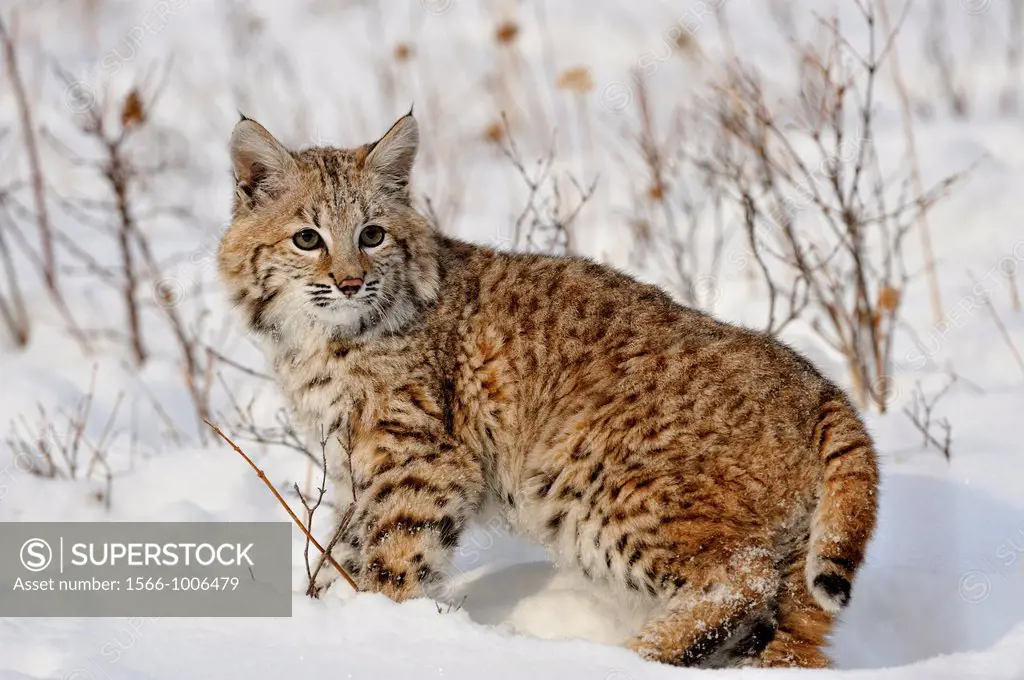 Bobcat Lynx rufus Kitten first winter, Bozeman, Montana, USA
