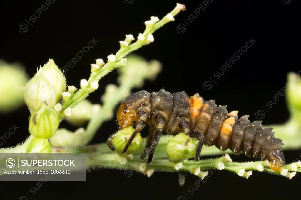 Ladybird larvae. Image taken at Kampung Skudup, Sarawak, Malaysia.