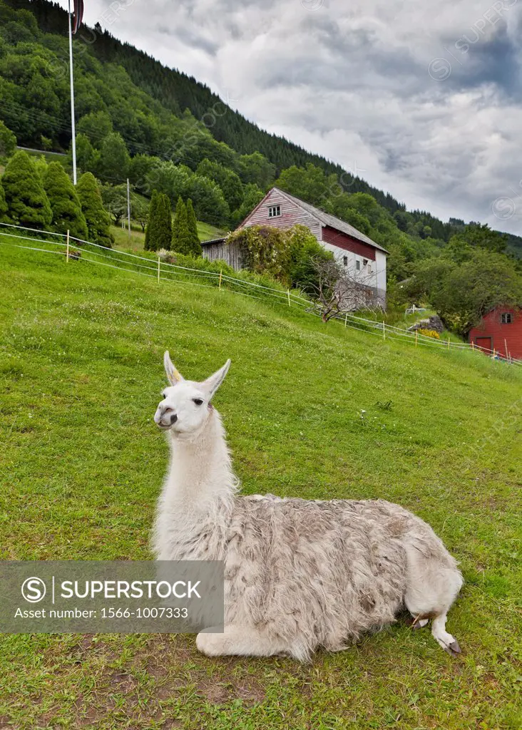 Llama, Norway