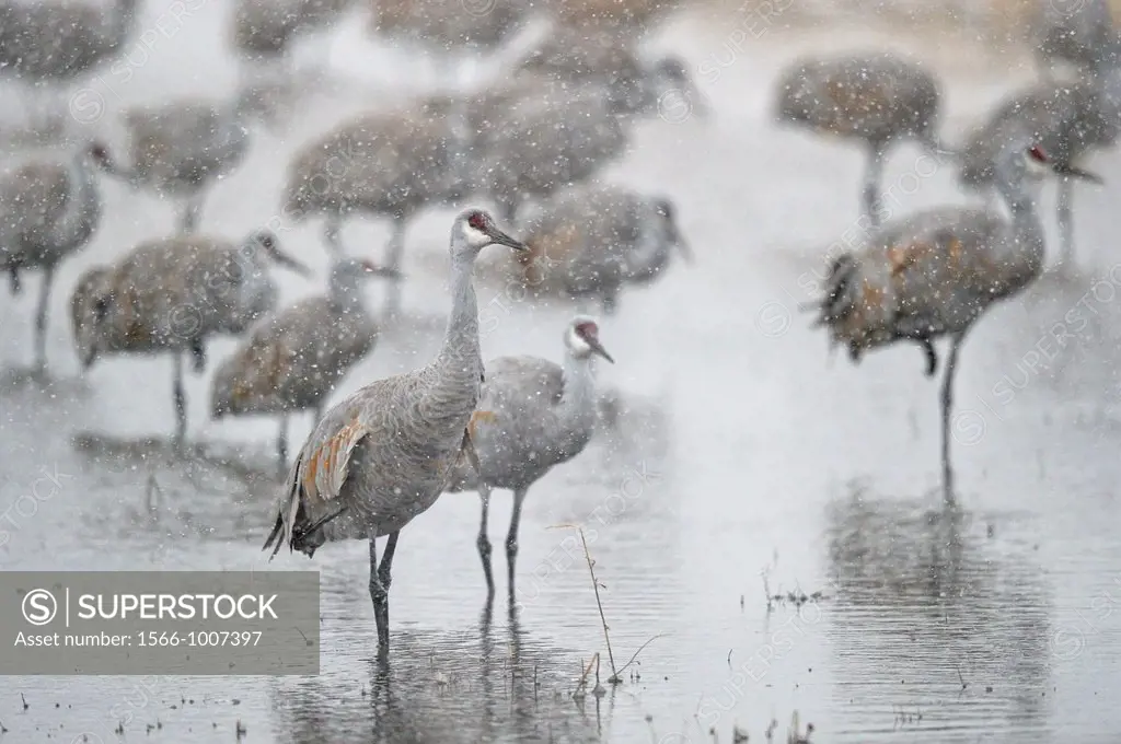 Sandhill Crane Grus canadensis Flock roosting pond during snowstorm Bosque del Apache NWR, New Mexico, USA