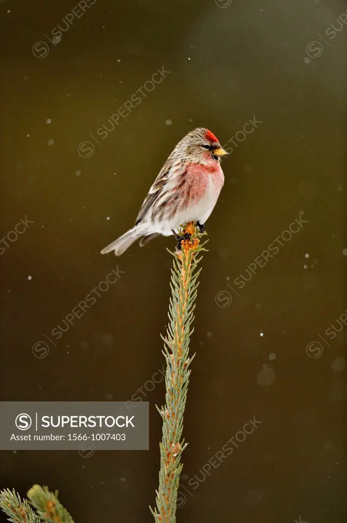 Common Redpoll Carduelis flammea Winter visitor  Male, Greater Sudbury Lively, Ontario, Canada