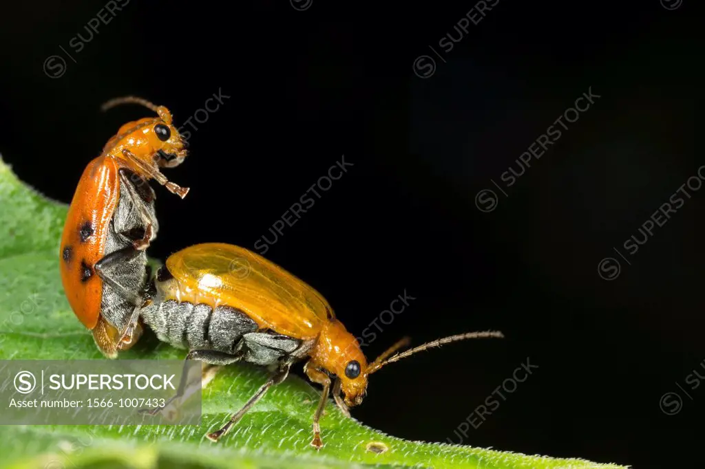 Beetles mating. Image taken at Kampung Skudup, Sarawak, Malaysia.