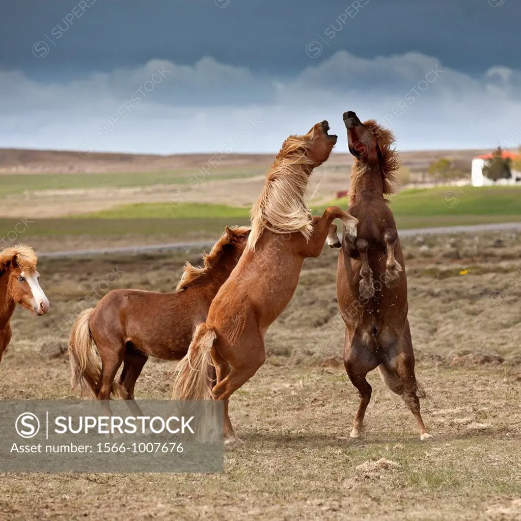 Icelandic Stallions playing, Northern Iceland
