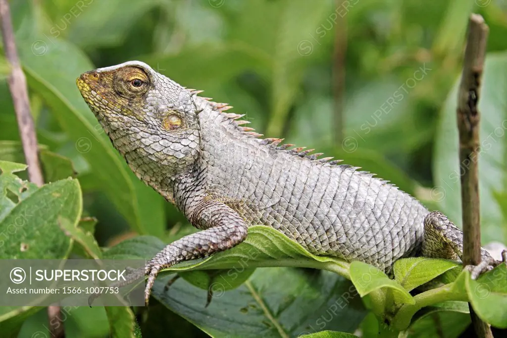 Common Garden Lizard or Bloodsucker, Calotes versicolor, Sinhagad Valley, Western Ghats, Maharashtra, India