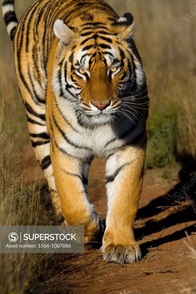 Asian Bengal Tiger (Panthera tigris tigris), private reserve