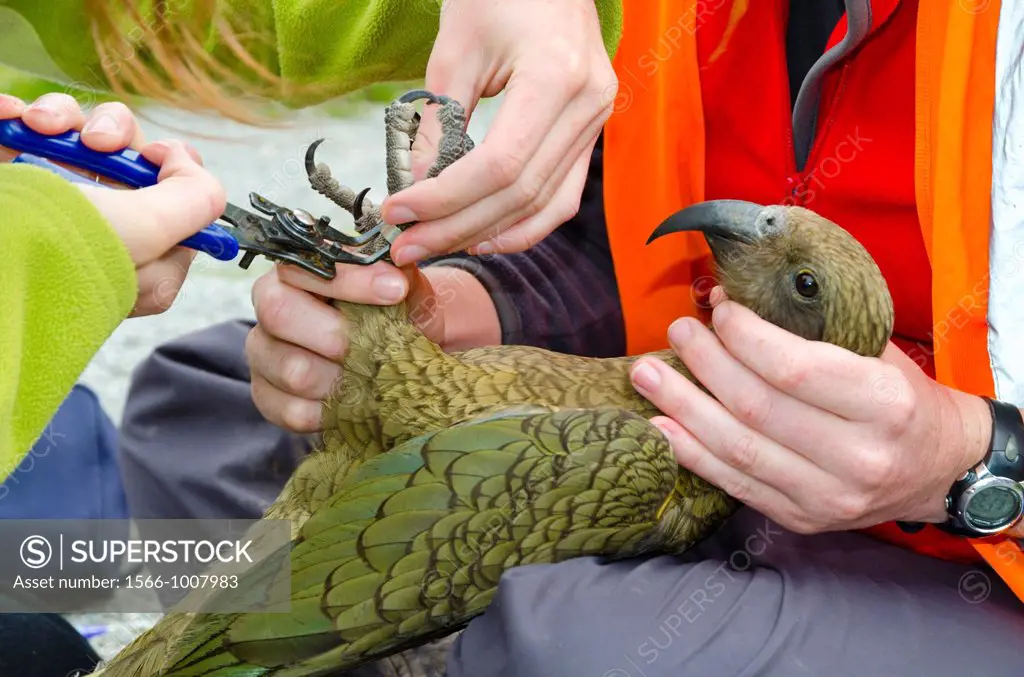 Students banding kea alpine parrot - Nestor notabilis as part of a research programme, Arthur´s Pass National Park, New Zealand