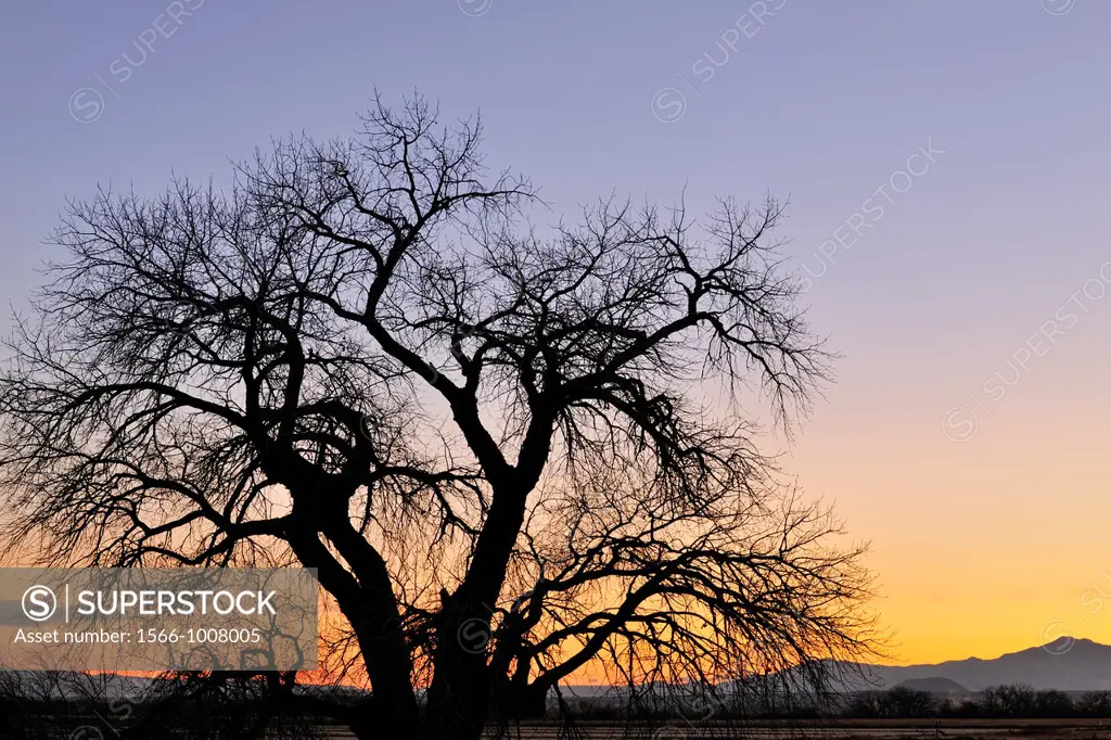 Tree silhouettes at dawn, Ladd S Gordon Management area, Bernardo, New Mexico, USA