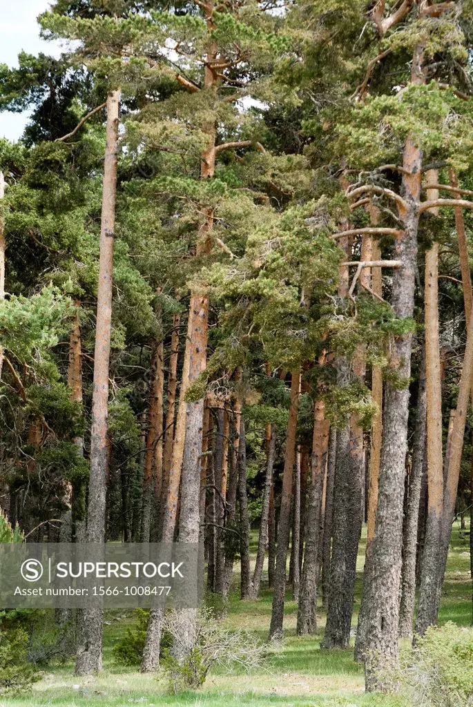 pine forest, Universal Mounts, Orea, Guadalajara, Castilla la Mancha, Spain