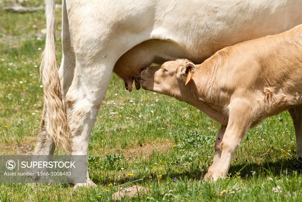 Cow suckling calf in the meadows Guadalaviar and Griegos, Montes Universales, Teruel, Aragon, Spain