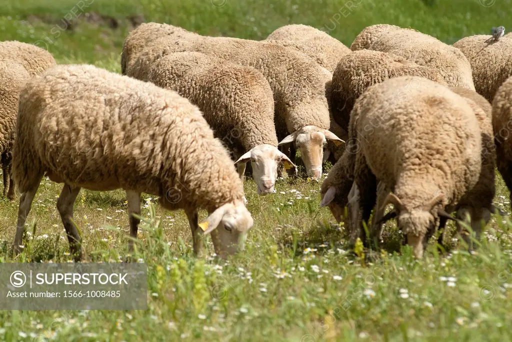 sheep grazing in the meadows of Guadalaviar, Mountes Universales, Teruel, Aragon, Spain