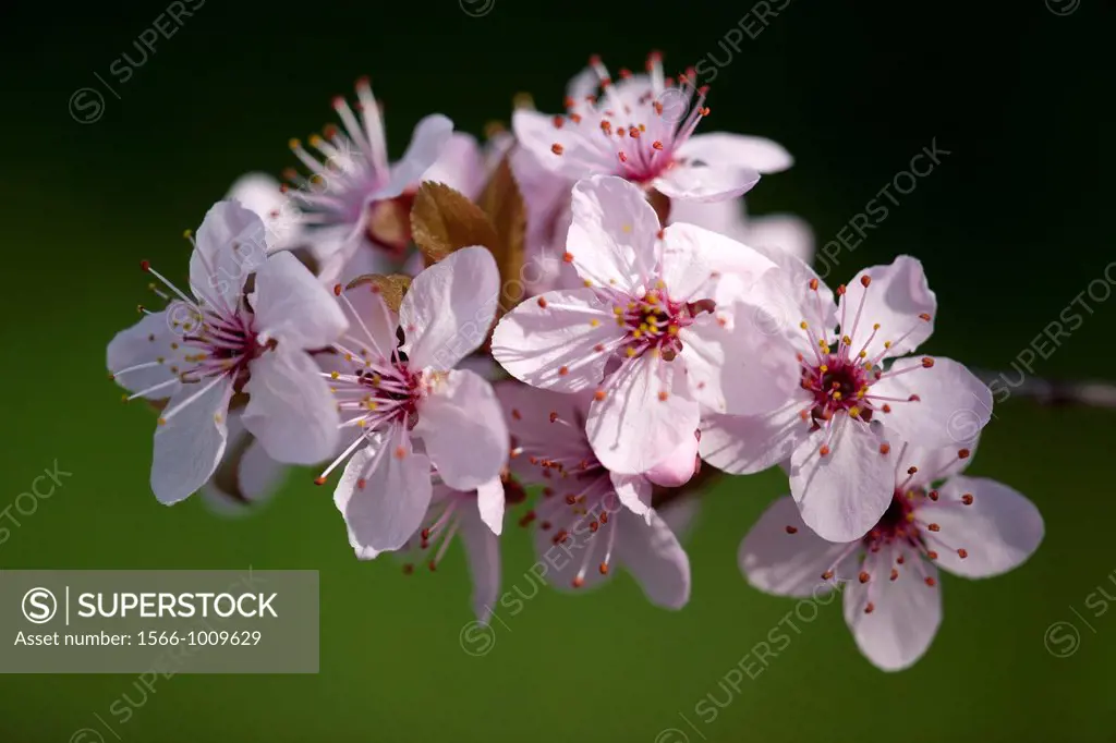 Prunus Pisardi Nigra in flower
