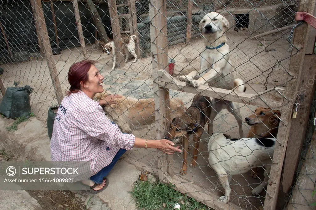 Nowzad is a kennel for street dogs in Kabul, run by louise haslie
