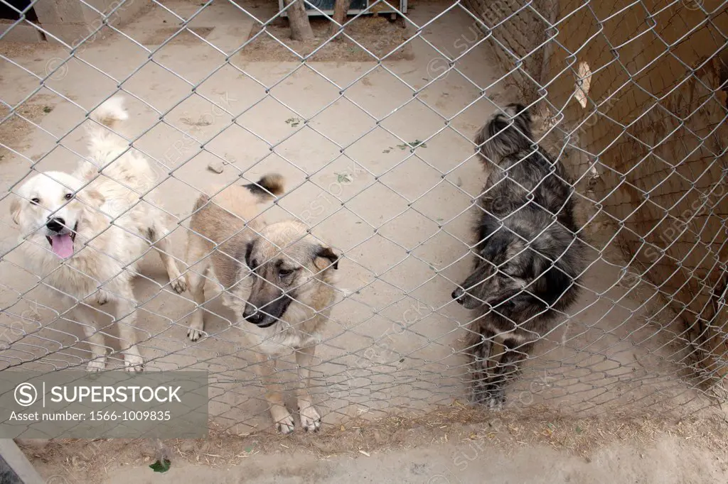 Nowzad is a kennel for street dogs in Kabul, run by louise haslie