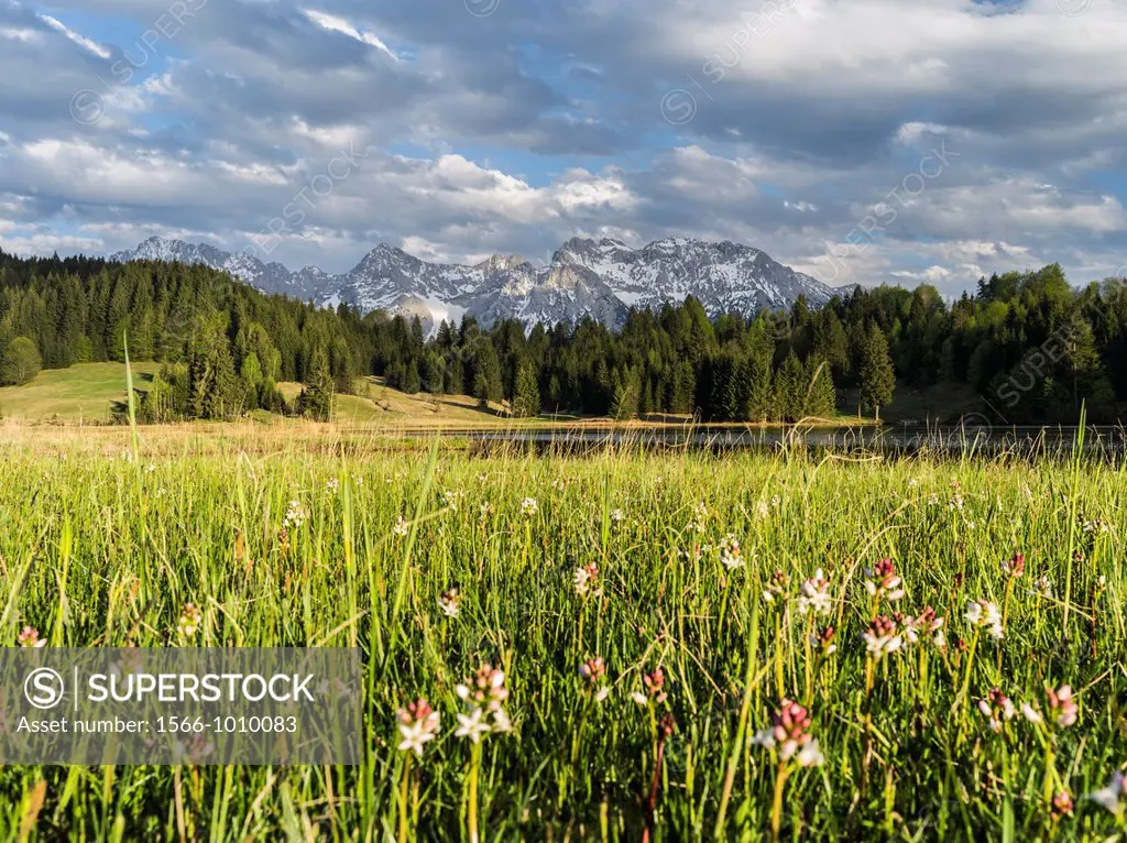 The Karwendel Mountain Range near Mittenwald during spring, lake Wagenbruch also called Geroldsee Wildflowers with menyanthes menyantes trifolata, a p...