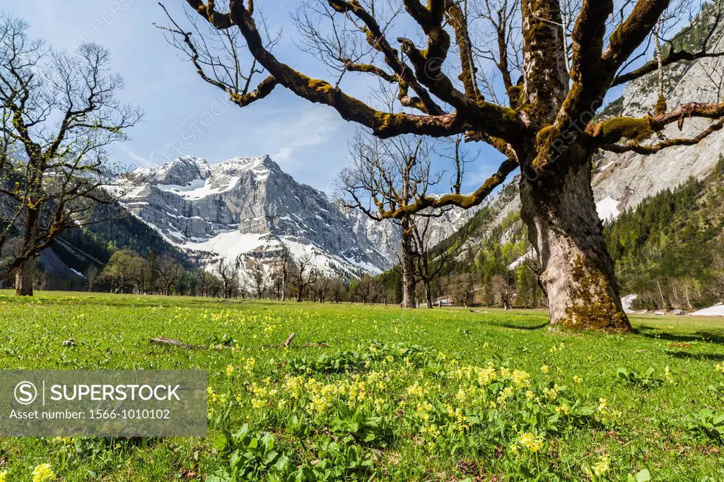 Eng Valley, Karwendel mountain range, Austria The sycamore maple trees in the Eng during spring The Eng valley is the most famous of all valleys in ka...
