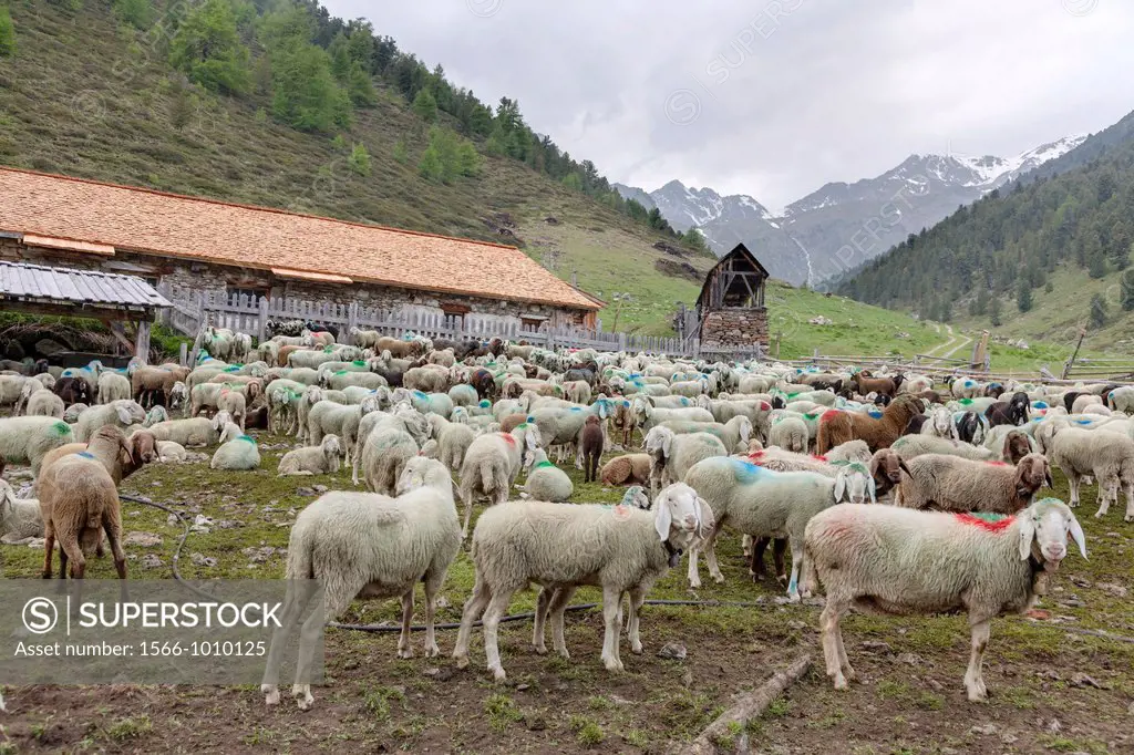 Transhumance - the great sheep trek across the main alpine crest in the Otztal Alps between South Tyrol, Italy, and North Tyrol, Austria  This very sp...