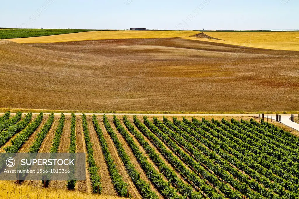 Vineyards landscape in Rueda, Verdejo grape, Castile and León, Spain