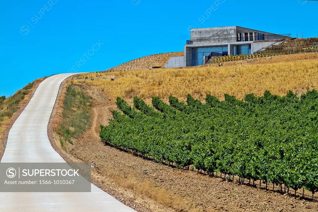 Vineyards landscape and Bodega in Rueda, Verdejo grape, Castile and León, Spain