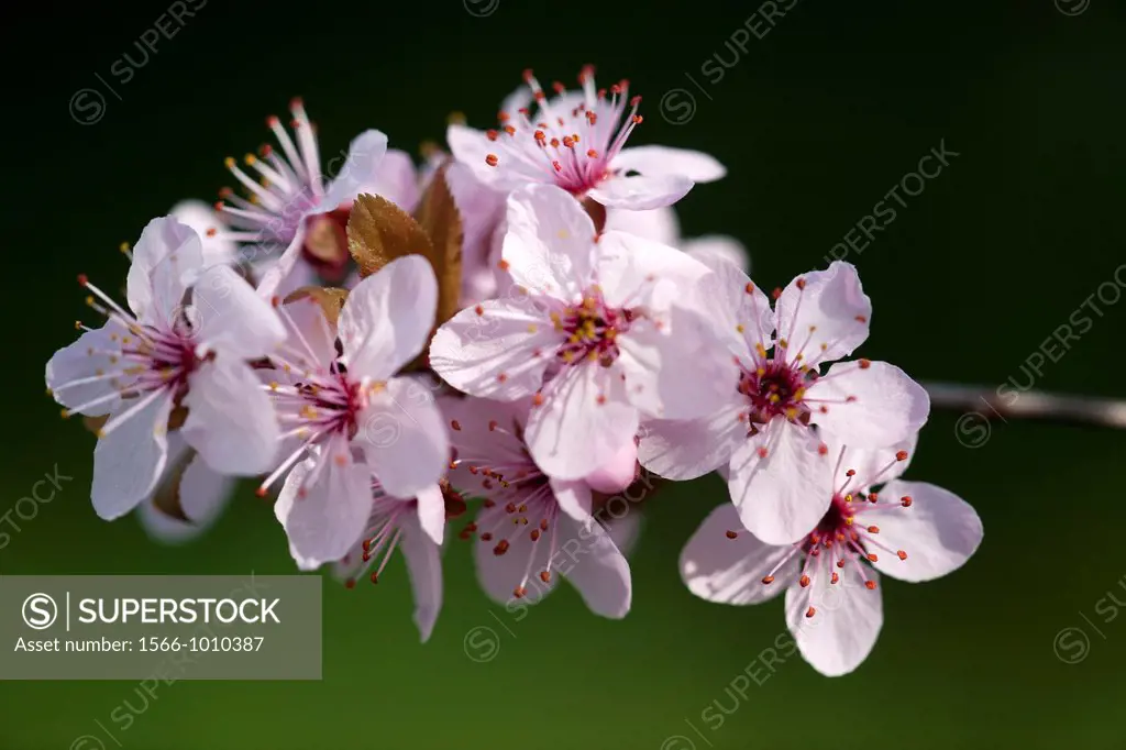 Prunus Pisardi Nigra in flower