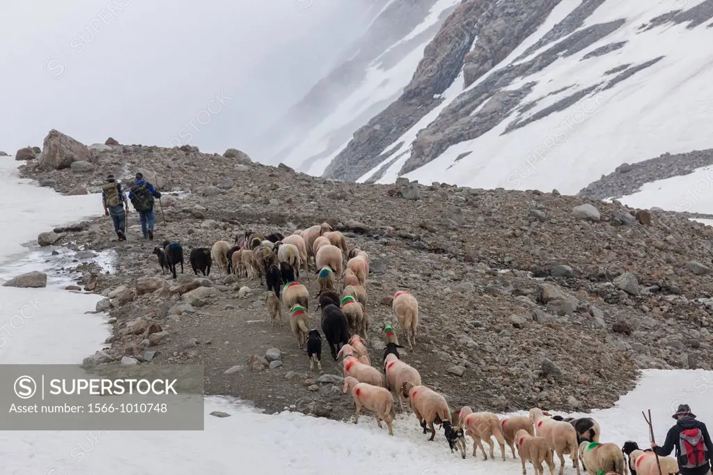 Transhumance - the great sheep trek across the main alpine crest in the Otztal Alps between South Tyrol, Italy, and North Tyrol, Austria  This very sp...
