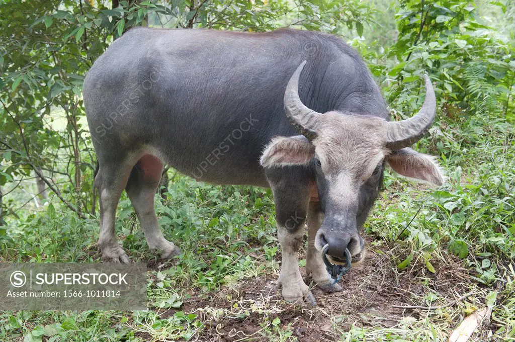 buffalo in Tana Toraja,Sulawesi,Indonesia