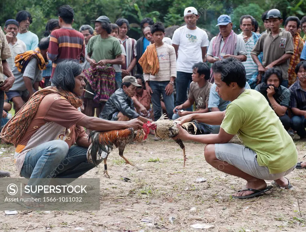 Cock fighting in Tana Toraja,Sulawesi,Indonesia