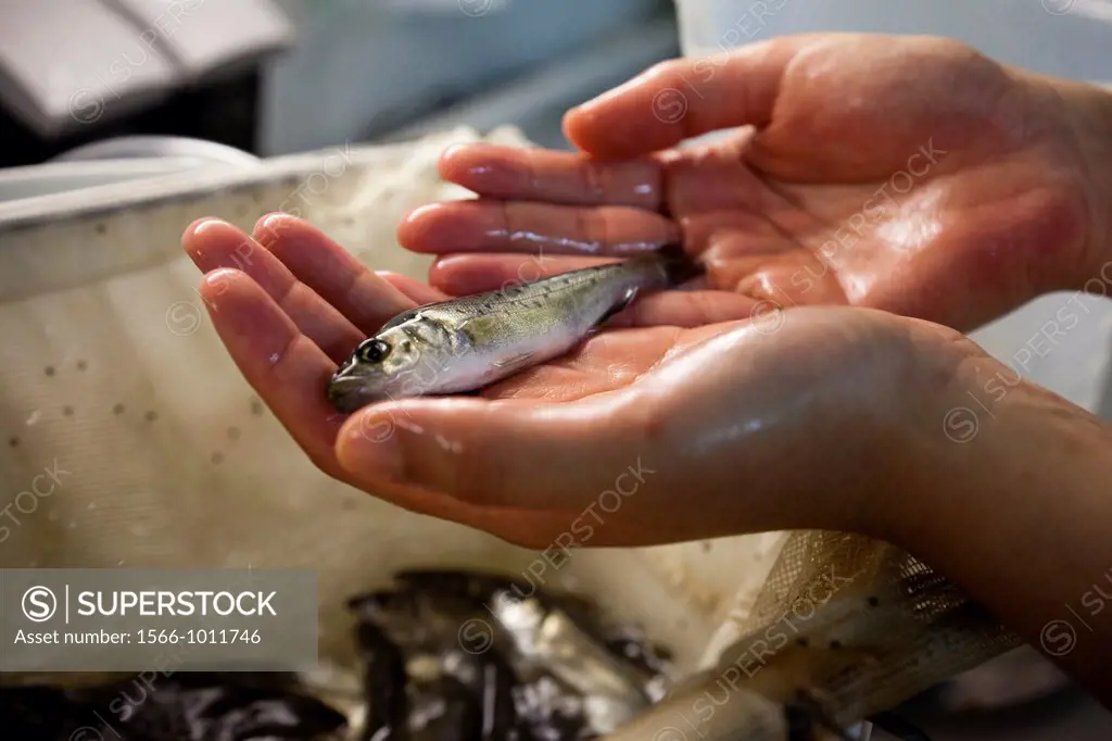 hands catching small bass farmed Laboratory, Sevilla, Andalusia, Spain
