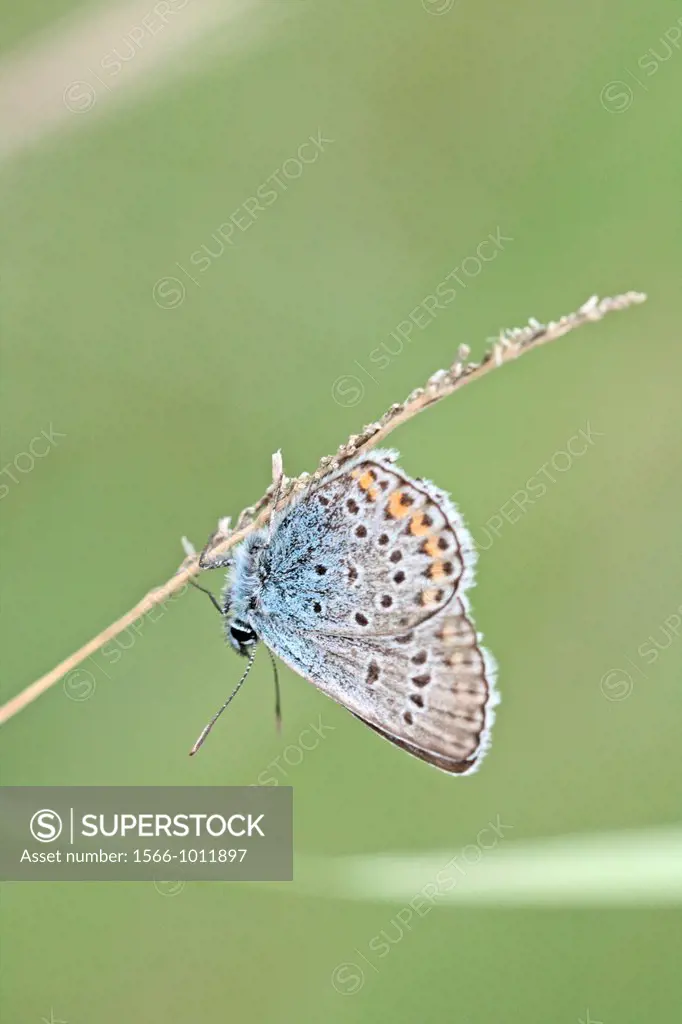 Silver-studded Blue, Plebejus argus  Underwing clearly visible  Hangs on dead grass