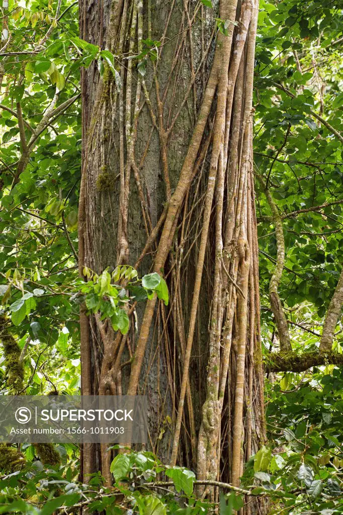 Vines wrap themselves around a tree in the Chiriqui Highlands, Panama