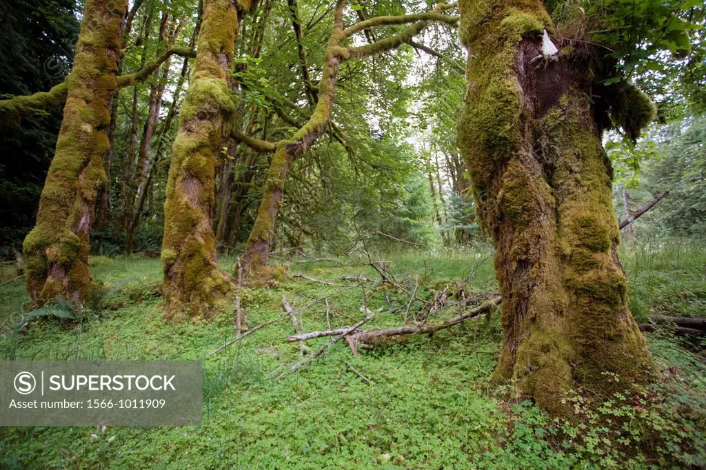 Forest floor bathed in green and tress coated in moss