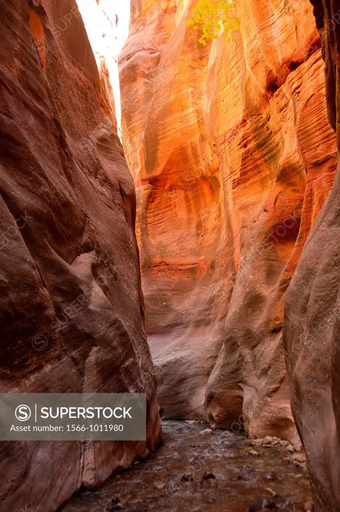 USA Utah, hike up the slot canyon known as Kanarra Creek, near Zion National Park, showing the red iron oxide rocks and the water stream erosion creat...