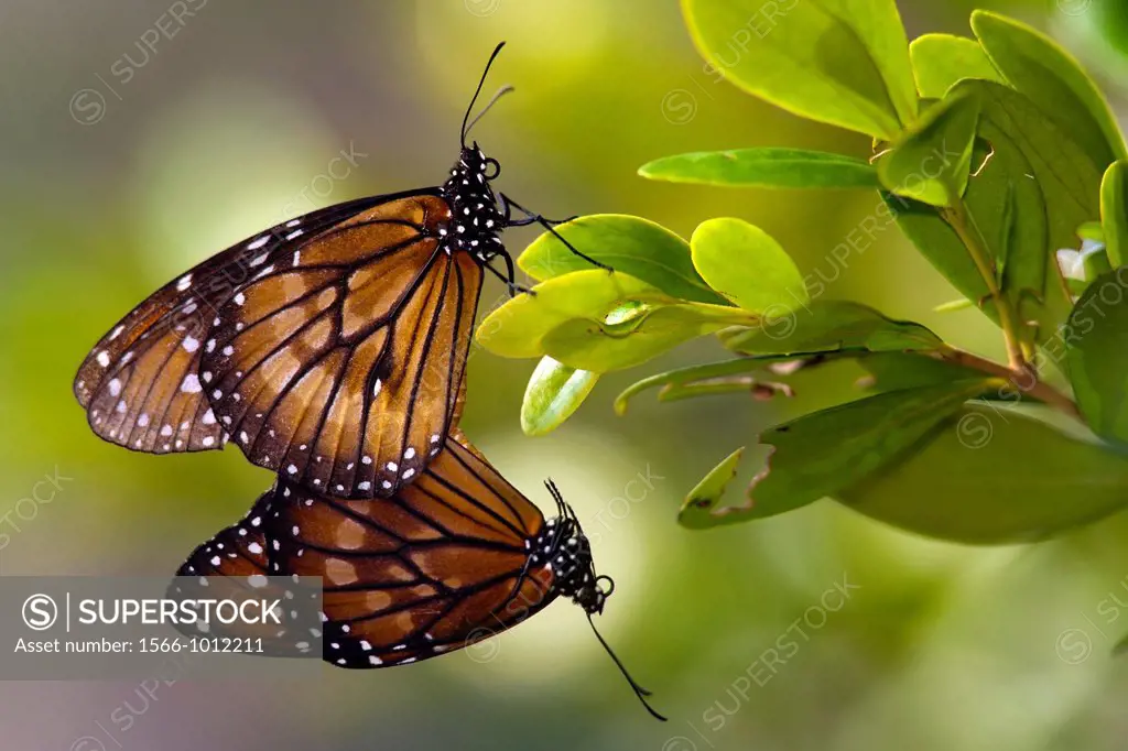 Soldier Butterflies Mating - Green Cay Wetlands - Boynton Beach, Florida USA