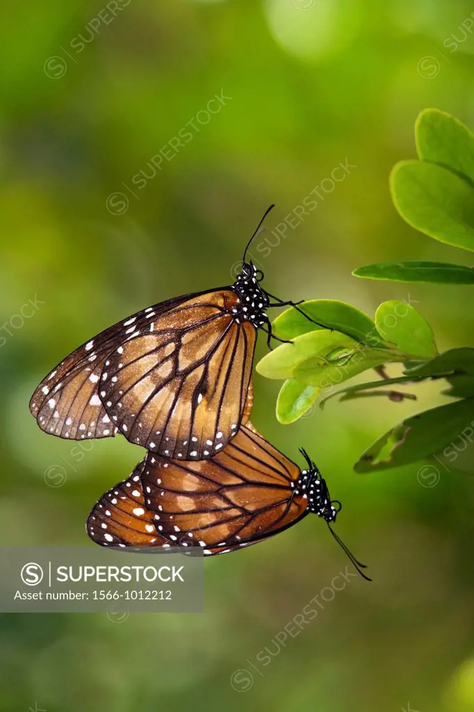 Soldier Butterflies Mating - Green Cay Wetlands - Boynton Beach, Florida USA