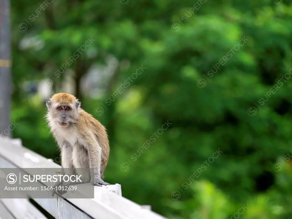 The Long-tailed macaques Macaca fascicularis monkey in the wilds of Bukit Timah Reserve in Singapore