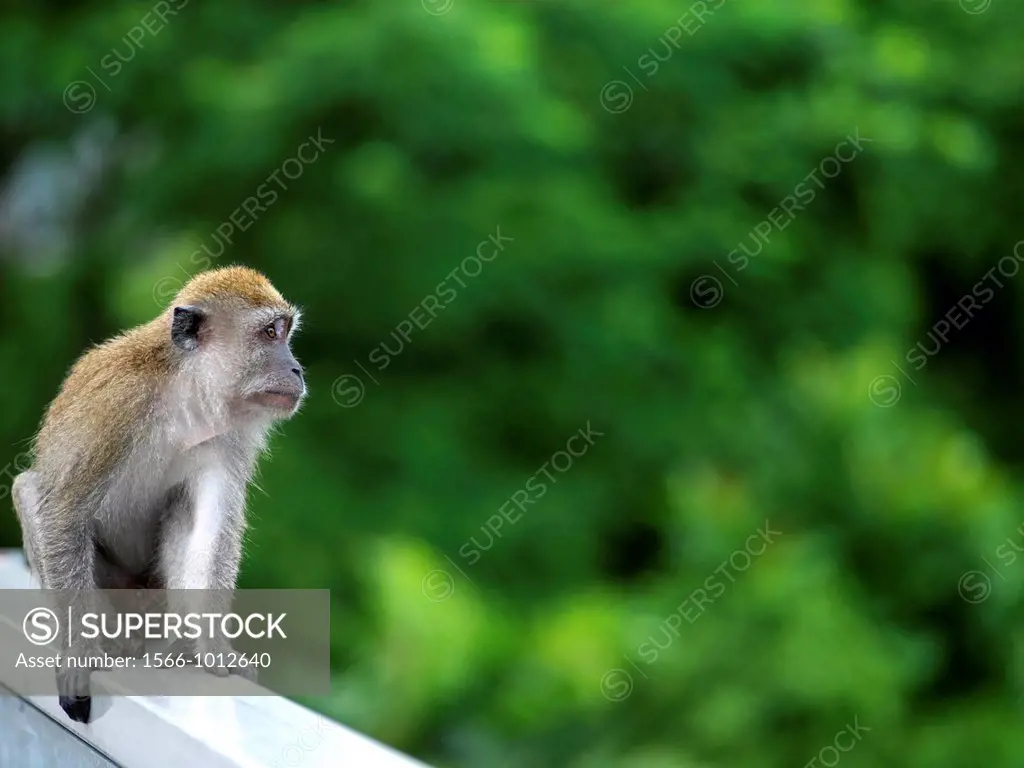 The Long-tailed macaques Macaca fascicularis monkey in the wilds of Bukit Timah Reserve in Singapore