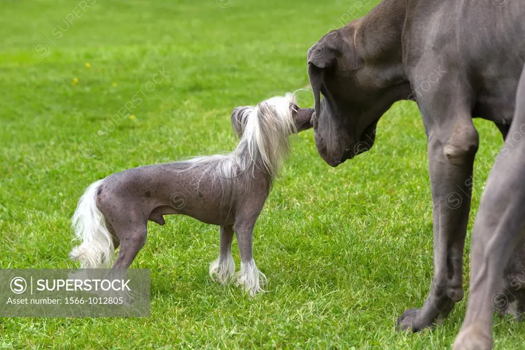 Great Dane or German Mastiff or Danish Hound Canis lupus familiaris, blue color and Chinese Crested Dog, France, Bas-Rhin, Thanville.