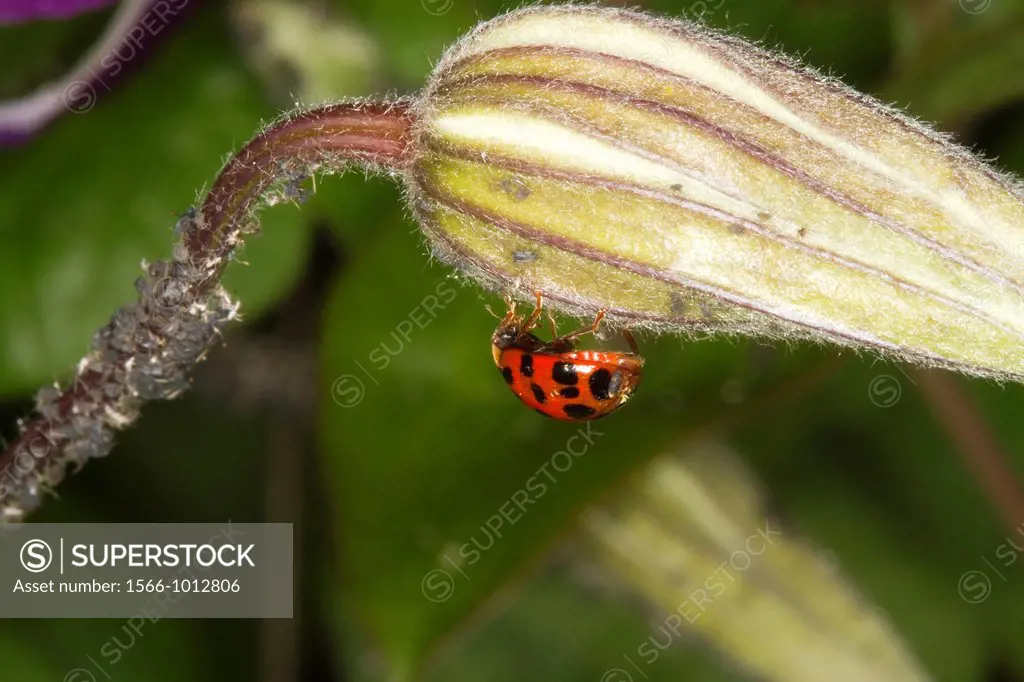 France, Bas Rhin, ladybird and aphids also called plant lice and in Britain and the Commonwealth as greenflies, blackflies or whiteflies,