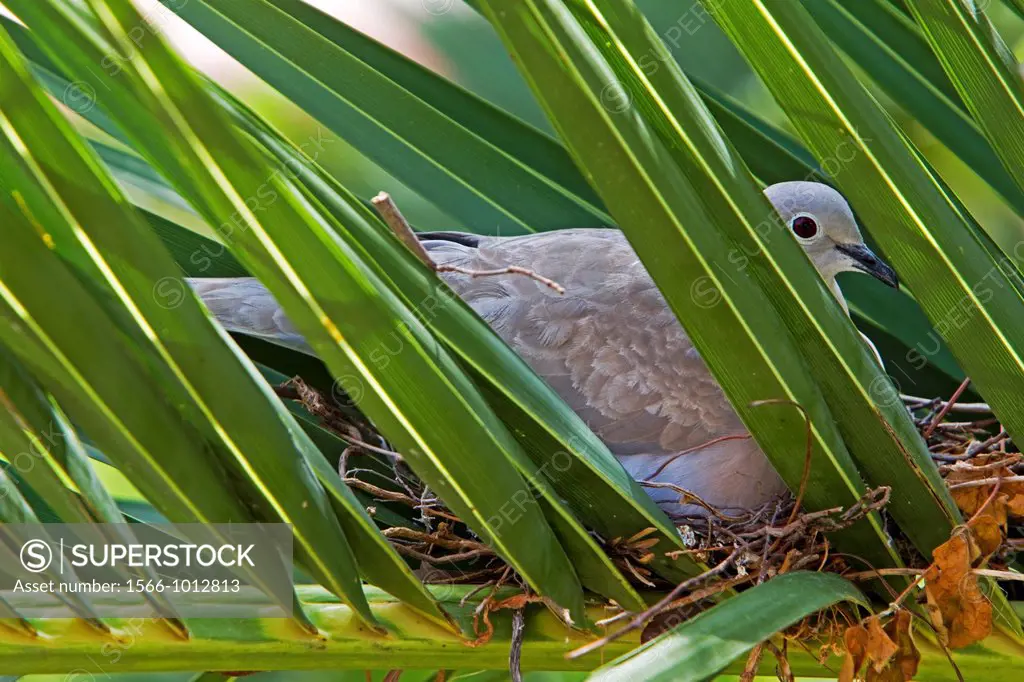 France , Alpes-Maritimes , Mandelieu , Eurasian Collared Dove  Streptopelia decaocto  on the nest in a palm tree , hatching eggs