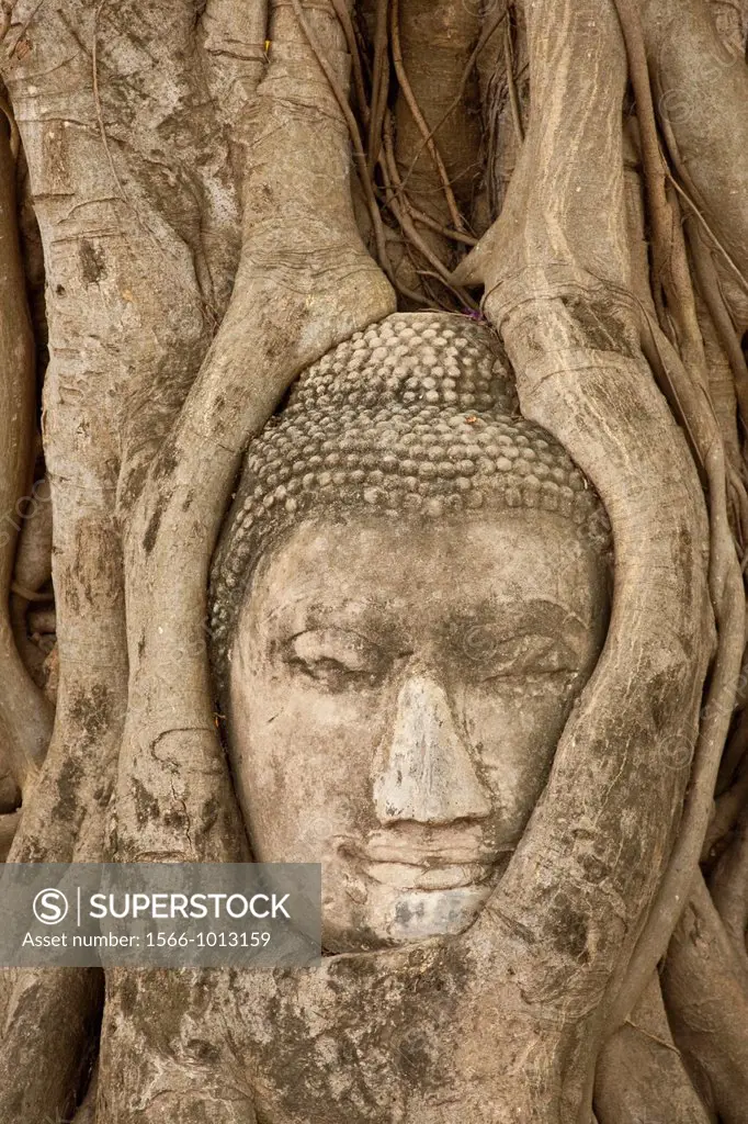 Stone Buddha head in tree roots, Wat Phra Mahathat, Ayutthaya, Thailand