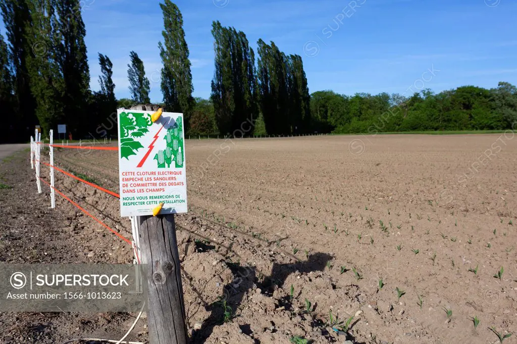 Electric fence to protect the growing of corn from the wildboars. France, Bas-Rhin, Krafft.