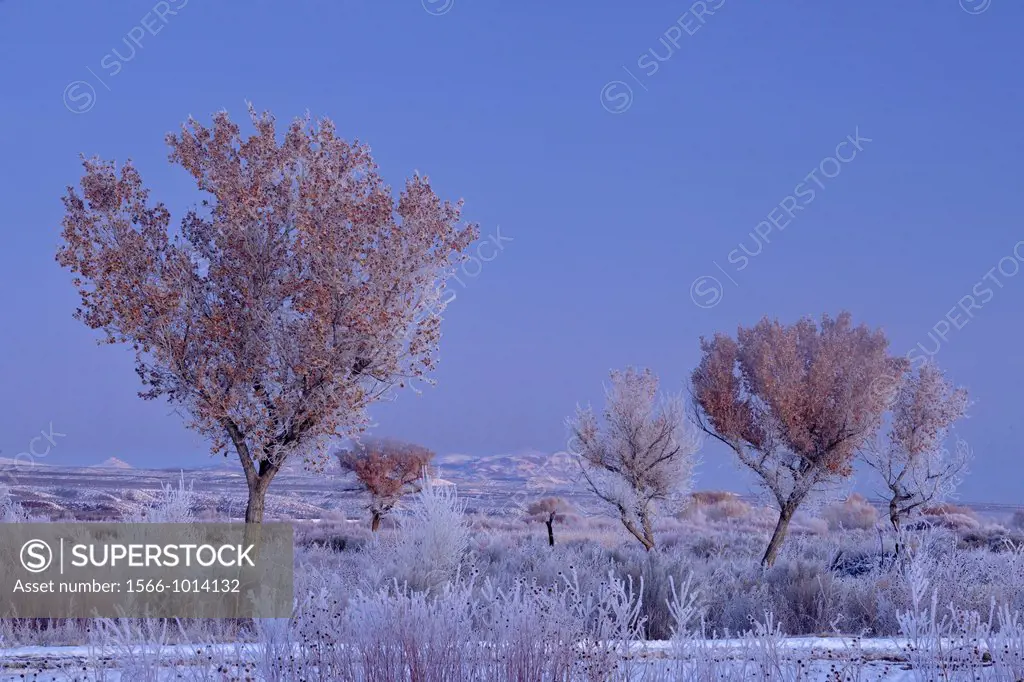 Hoarfrost on cottonwood trees at dawn, Bosque del Apache NWR, New Mexico, USA