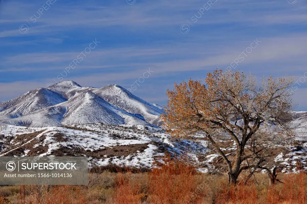 Chupadera mountain range and cottonwood tree, Bosque del Apache NWR, New Mexico, USA