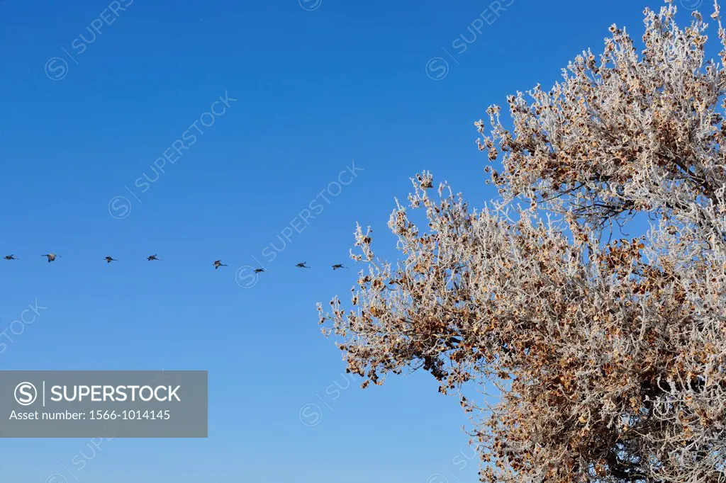 frosted cottonwood tree with flight of sandhill cranes, Bosque del Apache NWR, Montana, USA